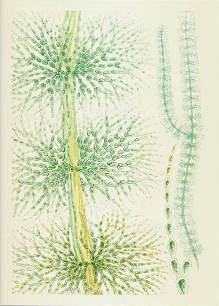 Cuaderno A5 - British Fresh-Water Algae