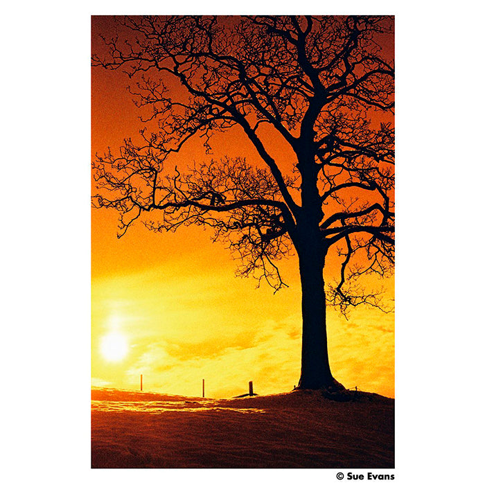 Harman Redscale 125 - 35mm