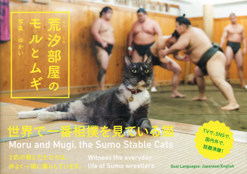 Moru et Mugi, les chats de l'écurie Sumo