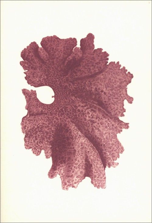 Cuaderno A5 - Japanese Algae