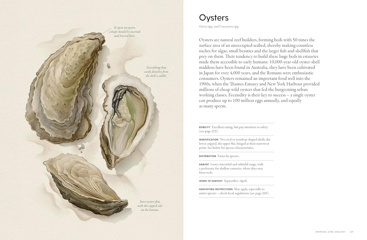 The Coastal Forager: Wild maritime food to preserve, cook, eat