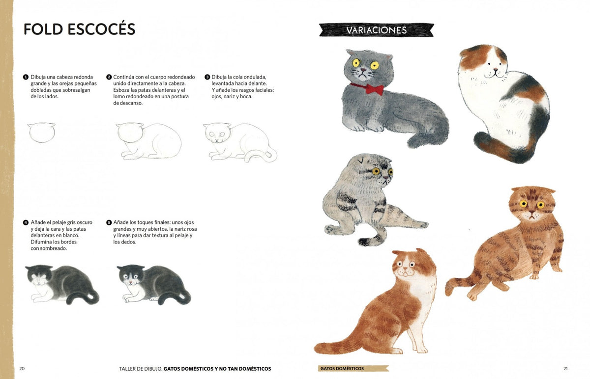 Taller de dibujo: gatos domésticos y no tan domésticos