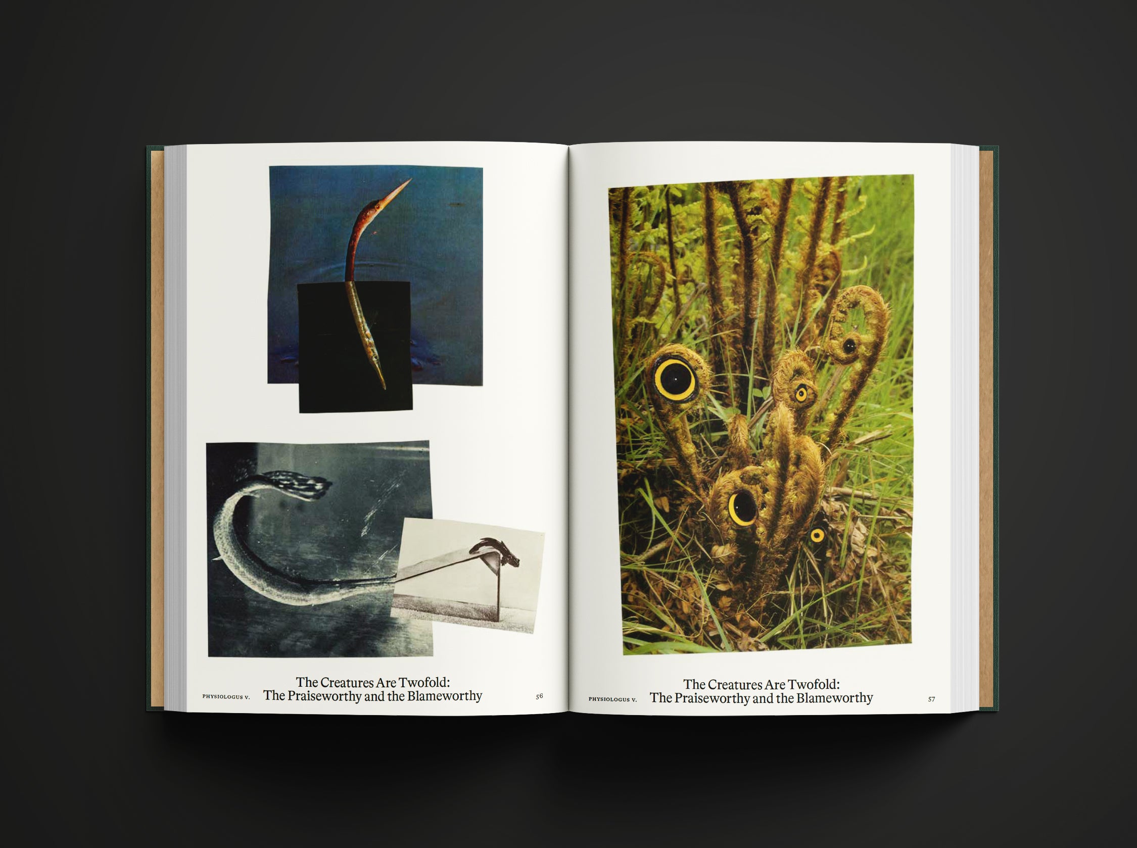 Bestiary - Anne Geene And Arjan De Nooy