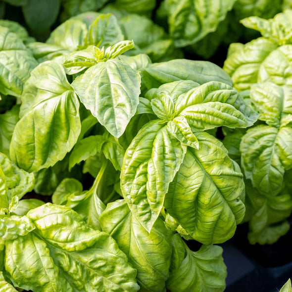 Semillas Albahaca