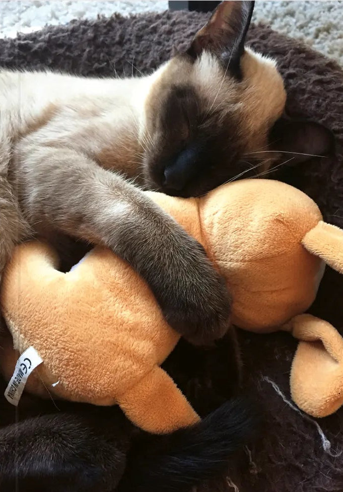 Cats: Masters of Sleep