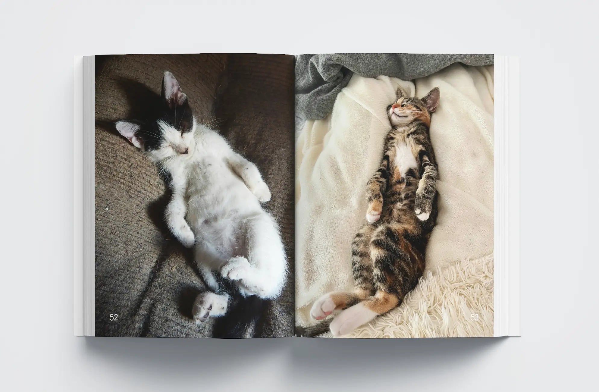 Cats: Masters of Sleep