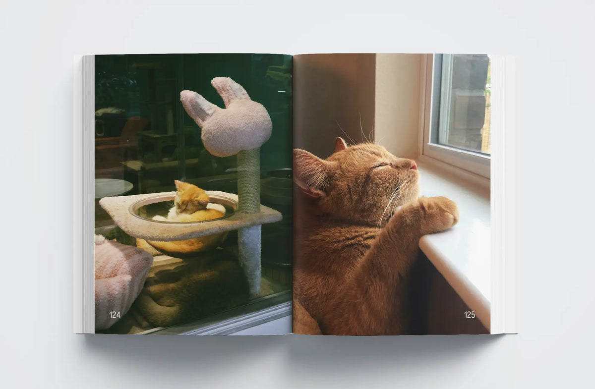 Cats: Masters of Sleep