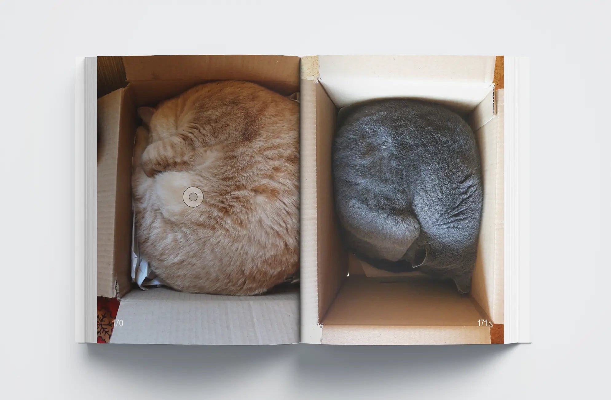 Cats: Masters of Sleep