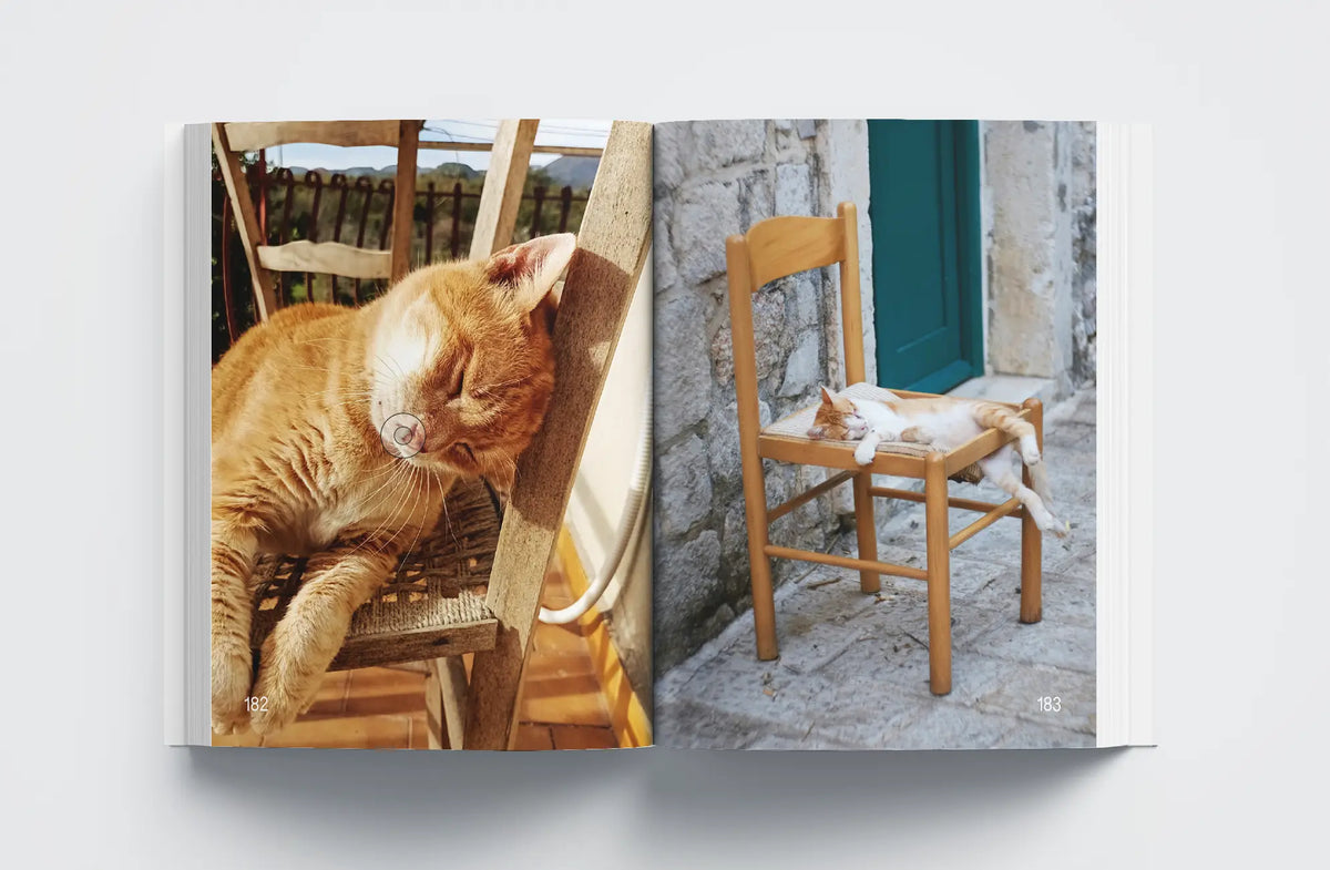 Cats: Masters of Sleep