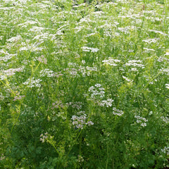 Semillas Cilantro