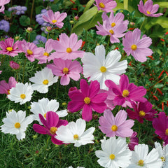 Semillas Aster Mexicano