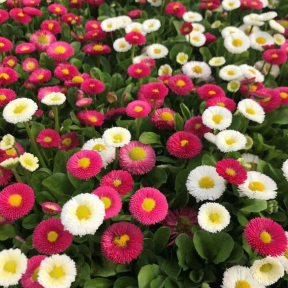 Semillas Margaritas Mix de colores