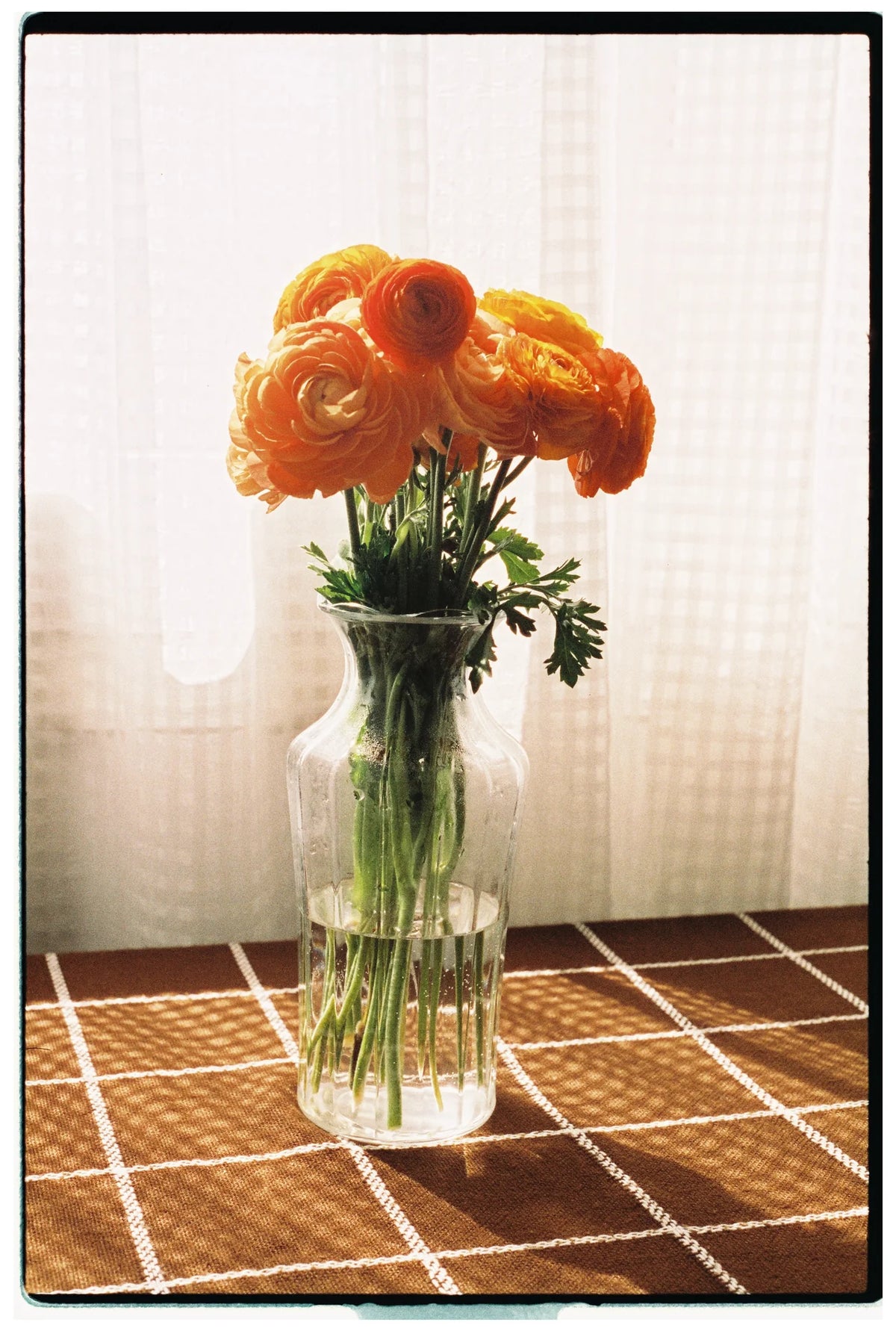 Lucky Color 400 - 35mm