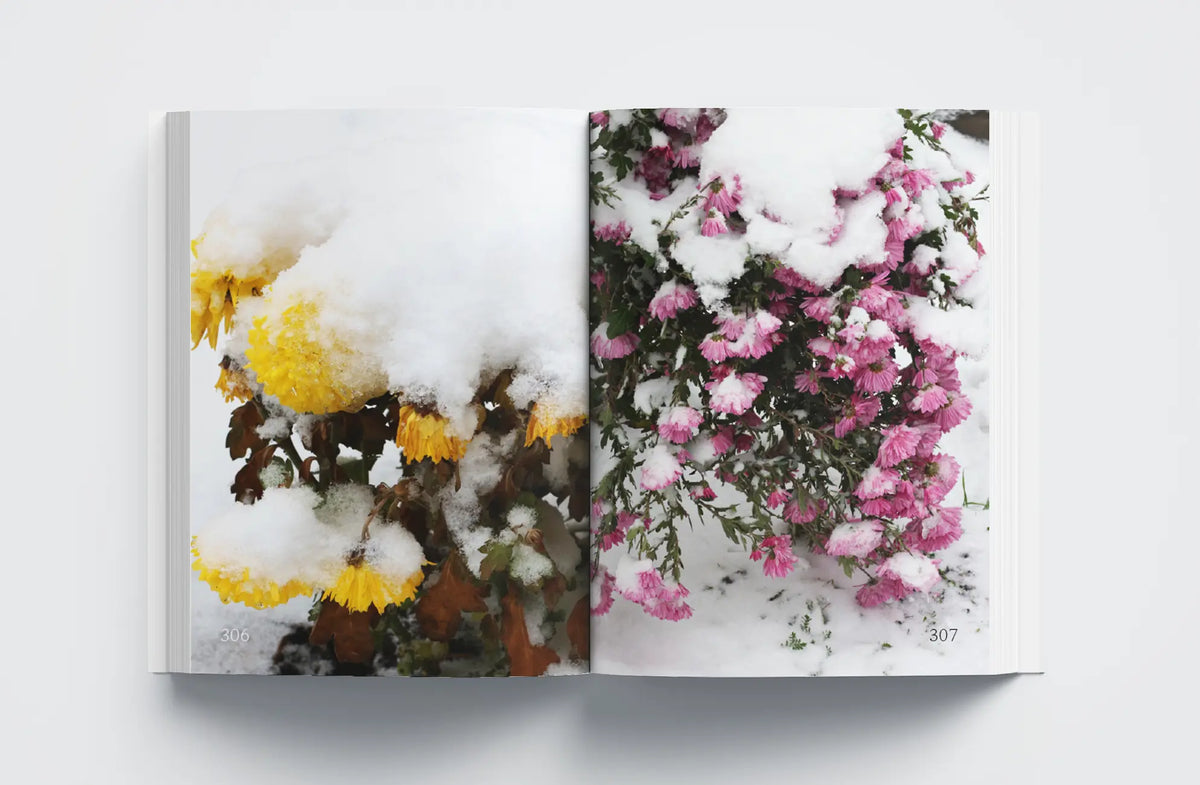 Flower Therapy - Jose Porroche