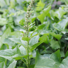 Semillas Espinaca Silvestre