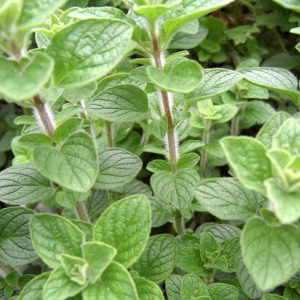 Semillas Calaminta