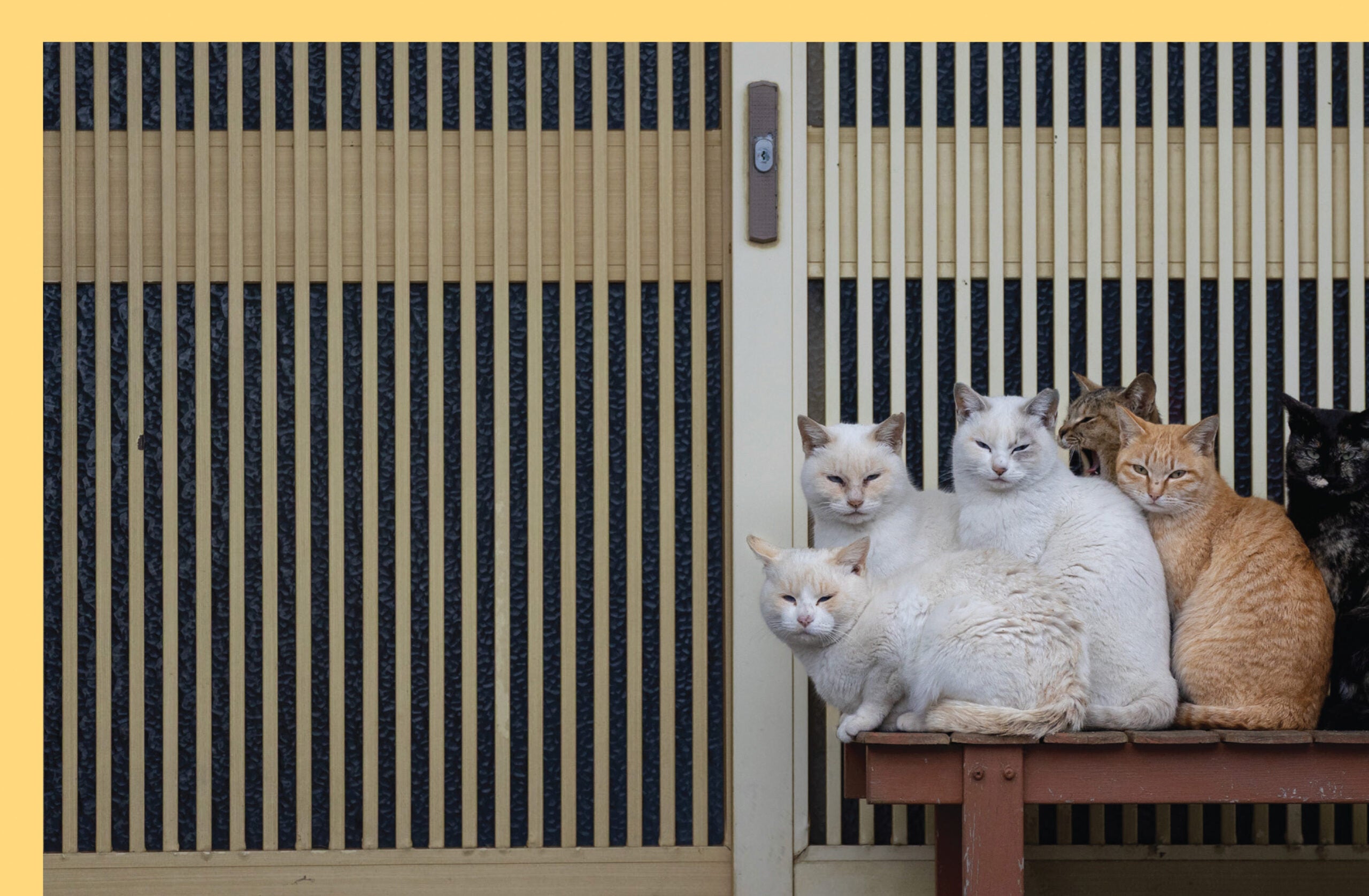 Neko. Cats of Japan