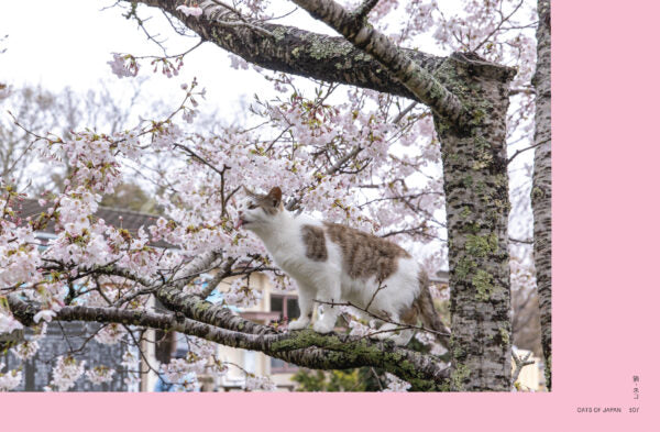 Neko. Cats of Japan