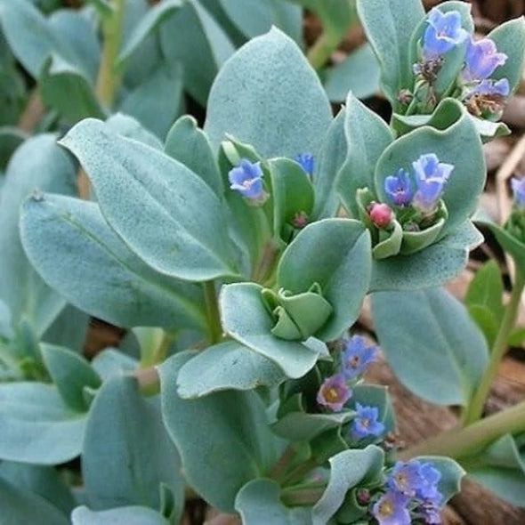 Semillas Mertensia Marítima