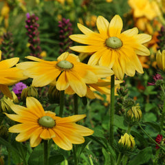 Semillas Rudbeckia