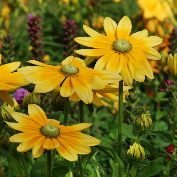 Semillas Rudbeckia