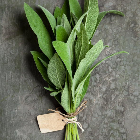 Semillas Salvia