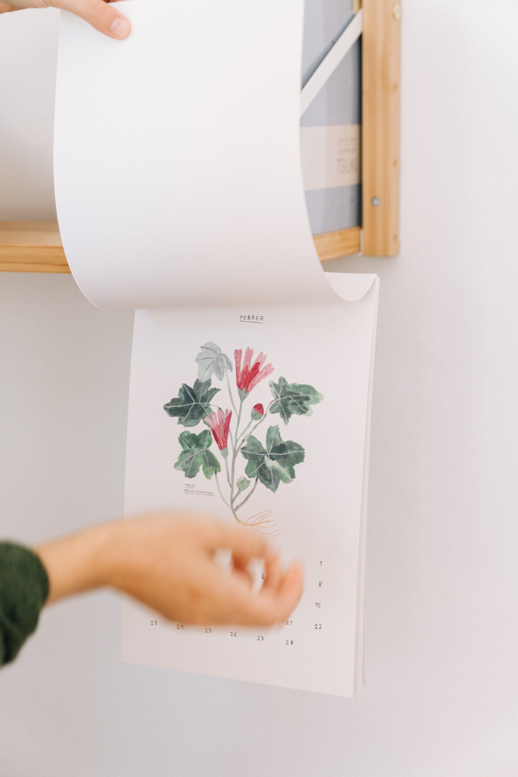 Botanical calendar 2024 Gala Pont