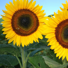 Semillas Girasol Taiyo
