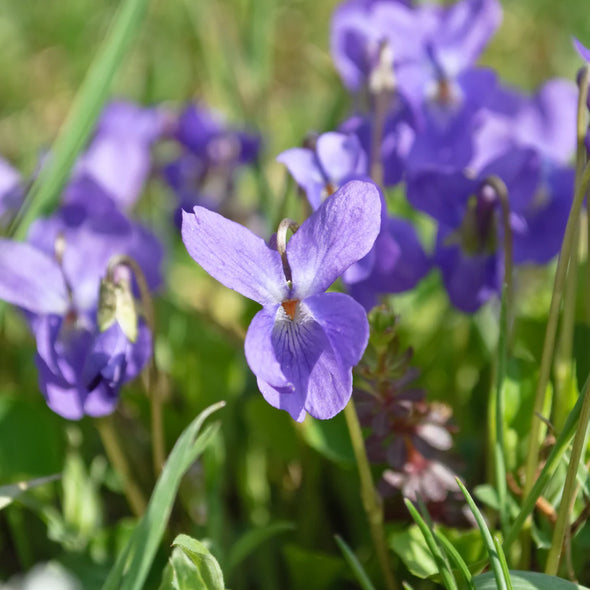 Semillas Violetas