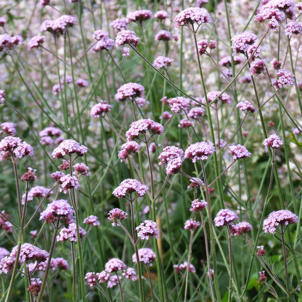 Semillas Verbena Común