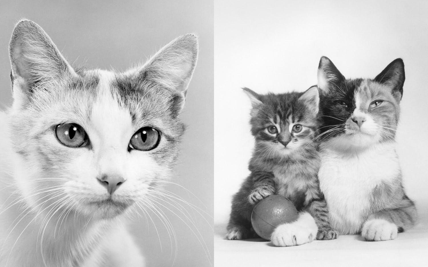 Family Cats - Walter Chandoha