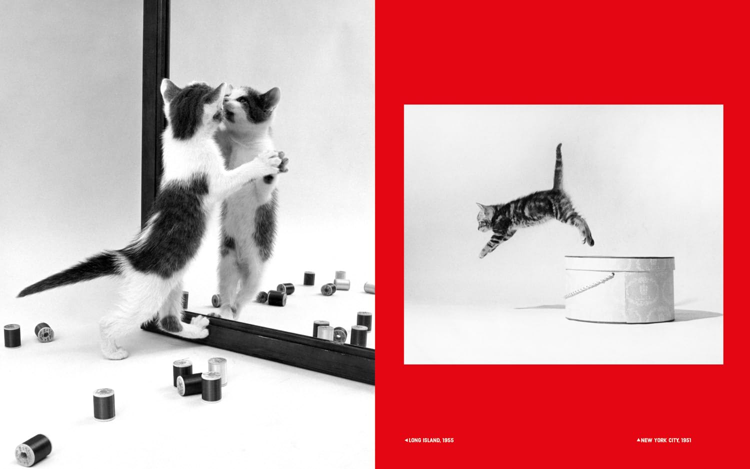 Family Cats - Walter Chandoha