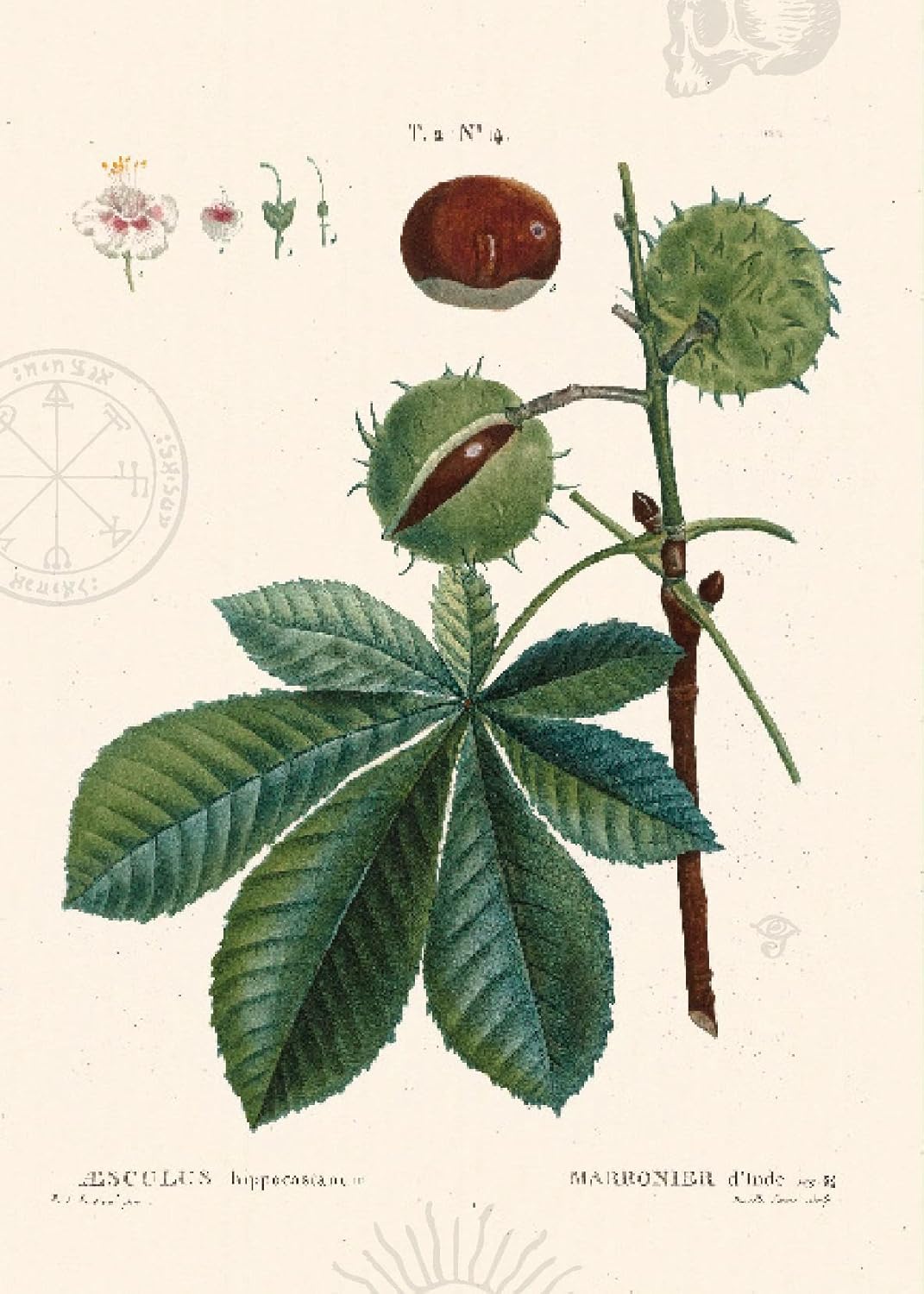 El bosque de las brujas: Los árboles en la magia, el folclore y la medicina tradicional