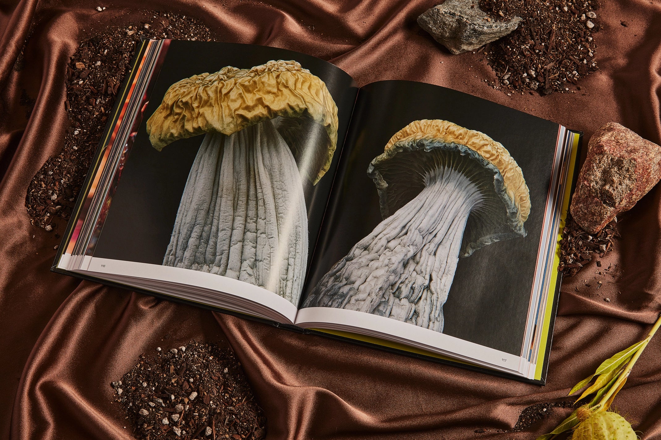 Spores : livre de photographies sur les champignons magiques
