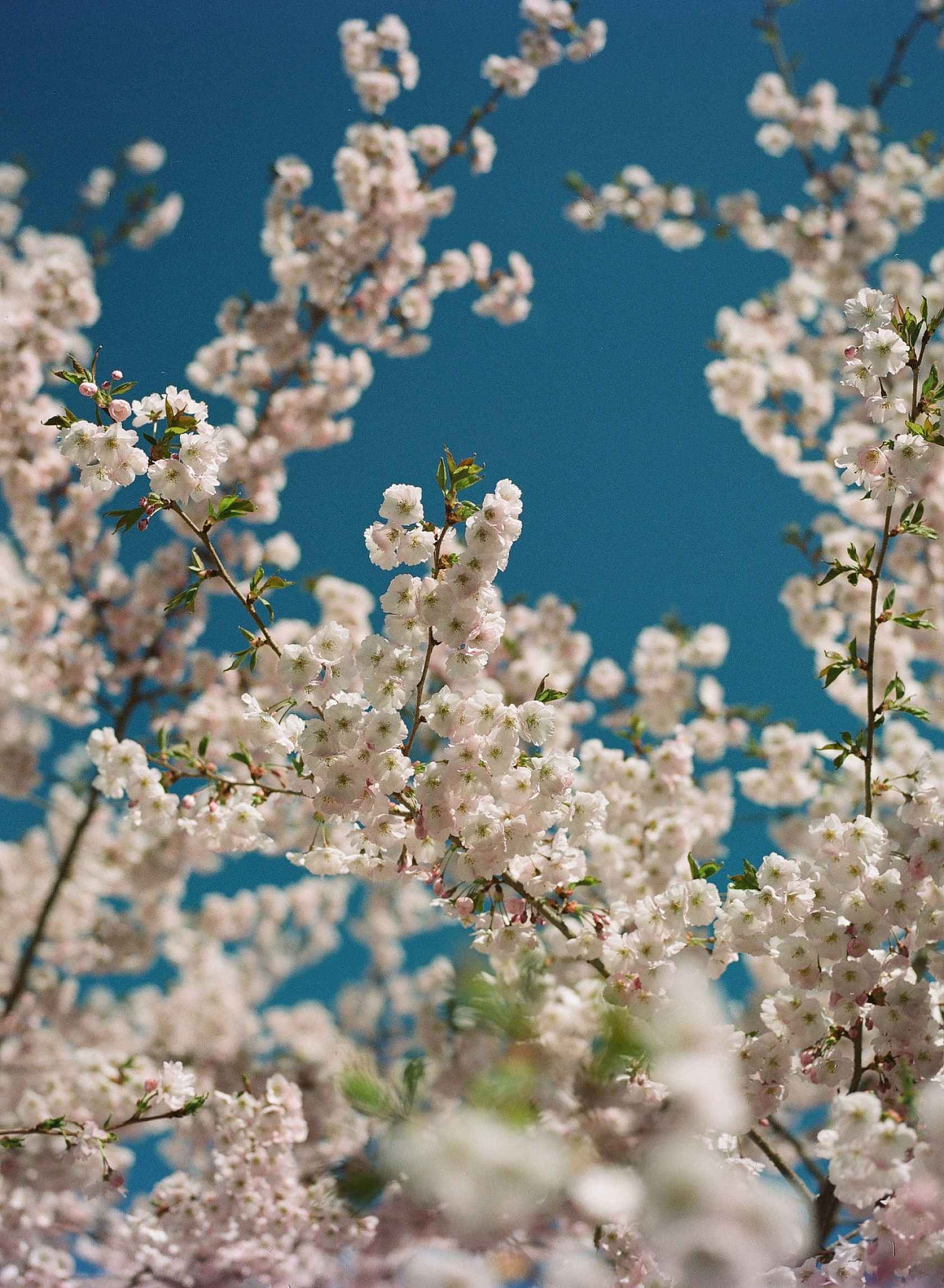 Kodak Ektacolor pro 160 - 35mm