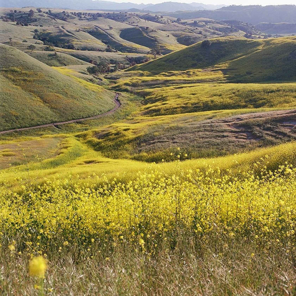 Eastman Kodak Ektar 100 Profesional - 35mm