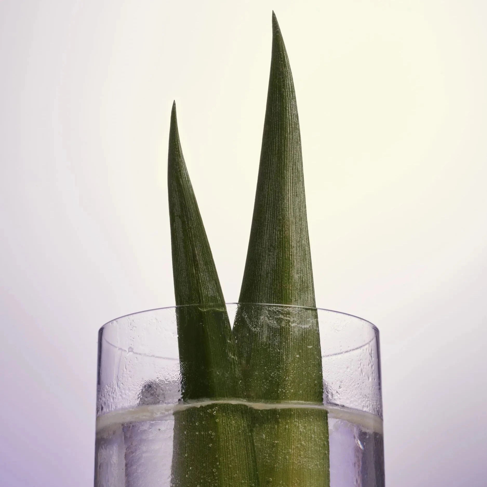 Skinny Colada - Libertine Blends