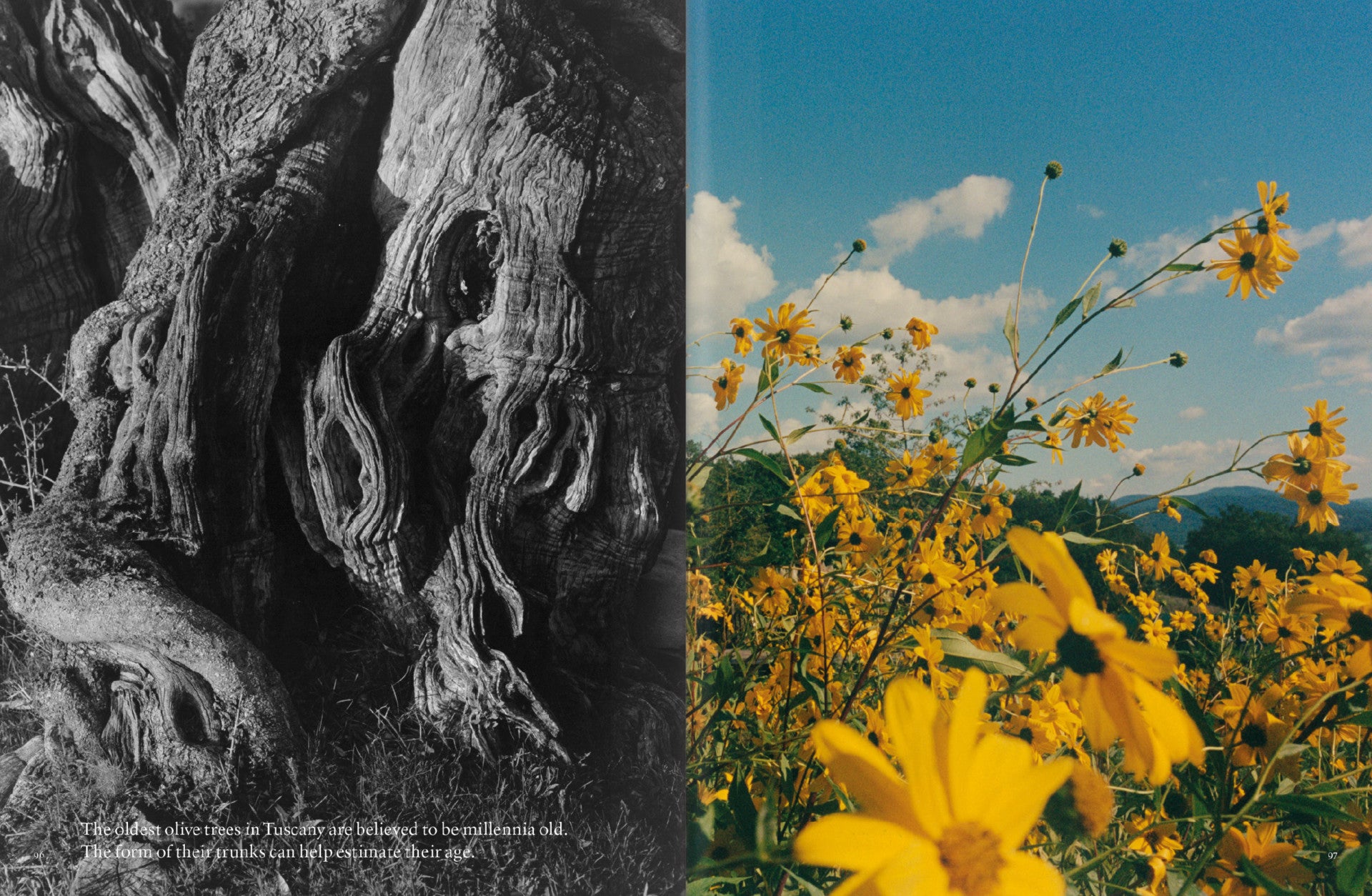 The Plant Magazine #25