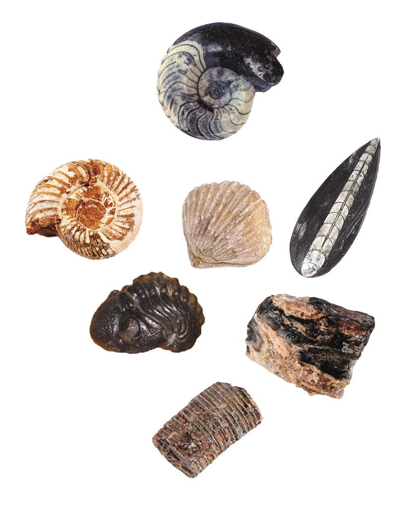 Ensemble d'excavation de fossiles 