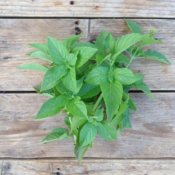 Semillas Albahaca de Limón