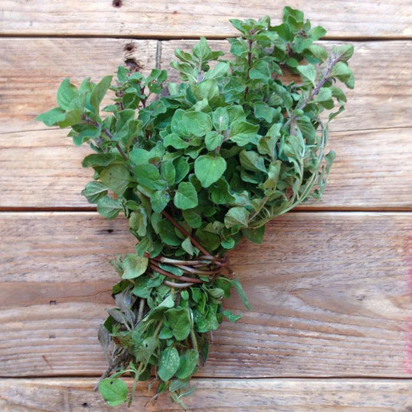Semillas Oregano