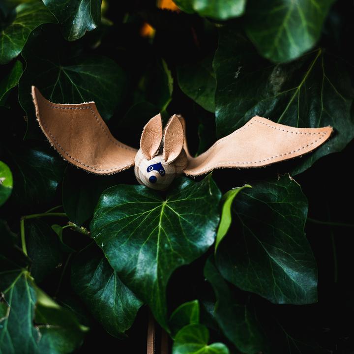 Brown Long-eared Bat Wings Open