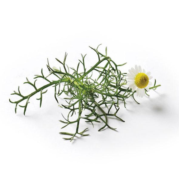 Semillas de Manzanilla Roman Chamomile
