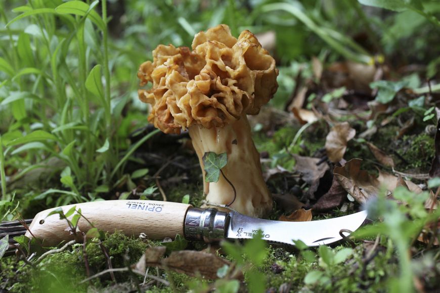 Knife for mushrooms nº 8 - Opinel