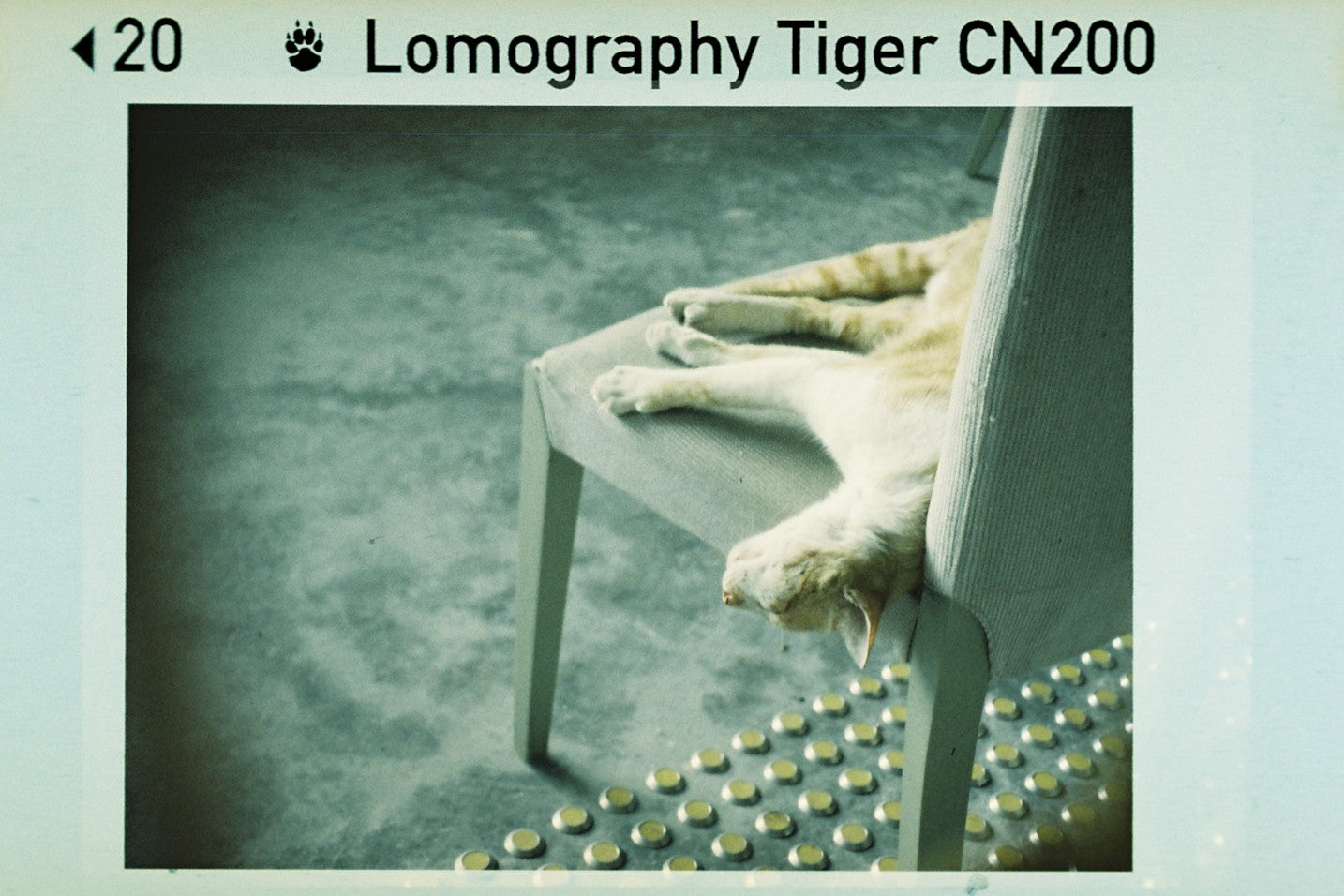 Pack of 3 Lomography Color Tiger 200 110mm