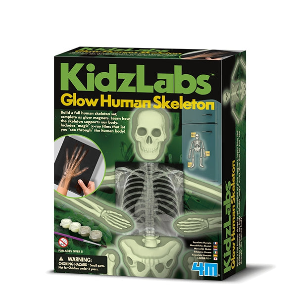 Glow Human Skeleton - KidzLabs