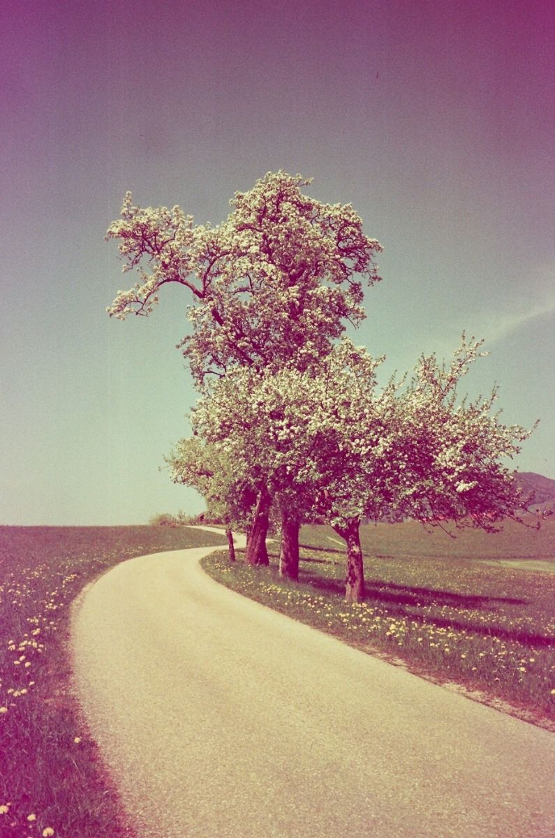 Revolog Kolor - 35mm