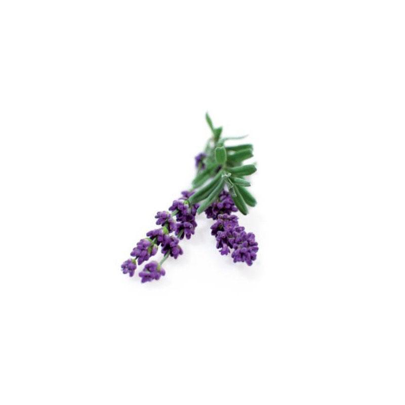 Semillas Lavanda