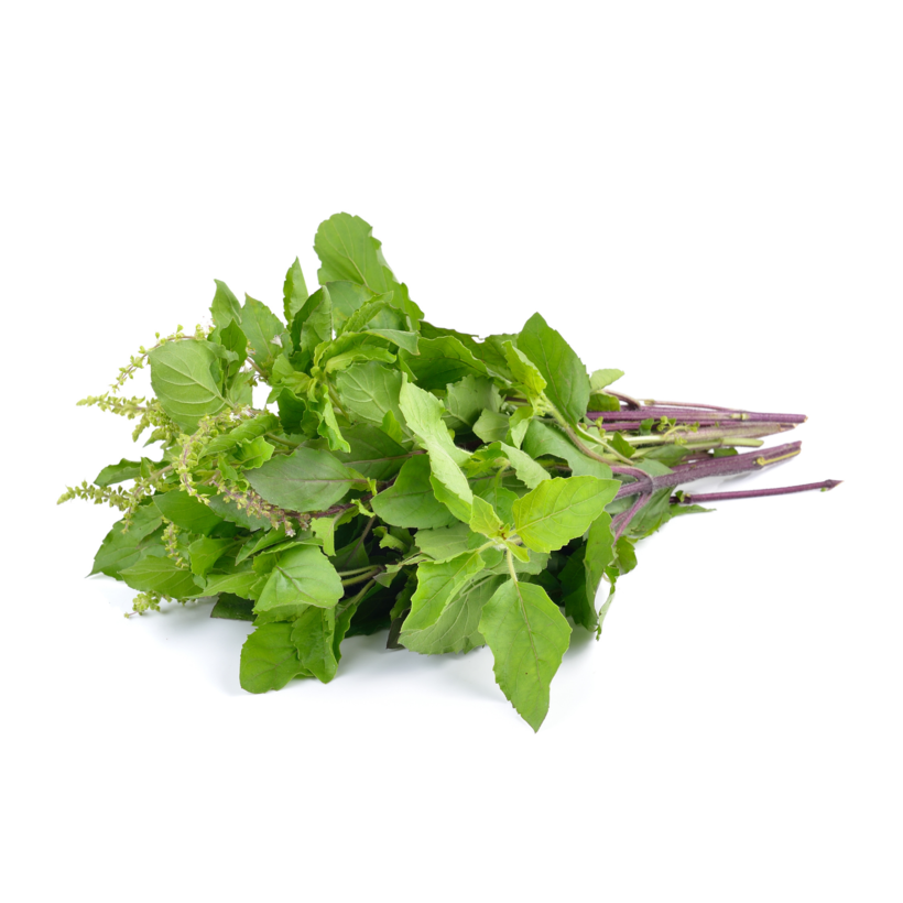 Semillas Albahaca Santa