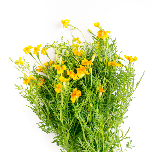 Semillas de Caléndula